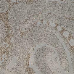 Fabrica Angelico 722AN 555AN Carpet